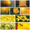 Fotocollagen_2